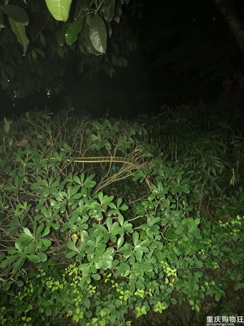 融汇半岛惊现小青，低楼层的都想做纱窗了