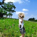 夏天的风 有点热_图1