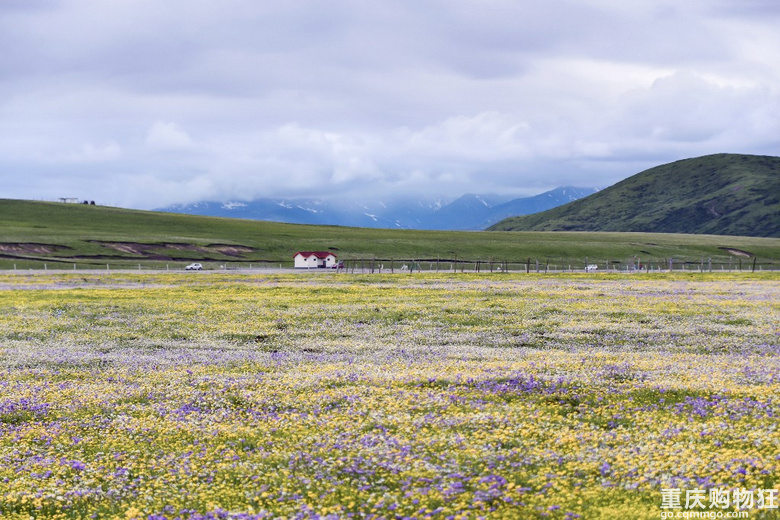 第二次到 最美草原花海 俄木塘 游山玩水 重庆购物狂