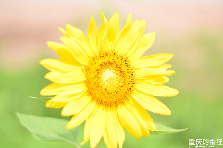 公交就能到的向日葵田 拍照超级美 周末去哪第5期 周边游 游山玩水 重庆购物狂