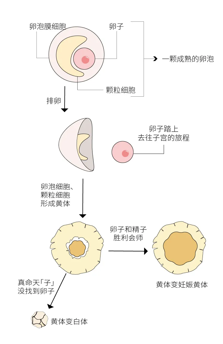 有病无病都查孕酮 用保胎药 究竟有没有依据 有没有必要呢 孕期闲聊 备孕怀孕 重庆购物狂