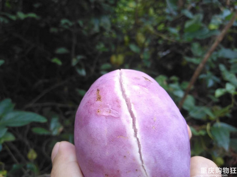 秋日遇上重庆,捡菌子打板栗、挖百合摘八月瓜,避暑房值得拥有