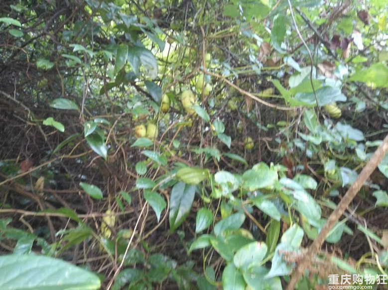 秋日遇上重庆,捡菌子打板栗、挖百合摘八月瓜,避暑房值得拥有