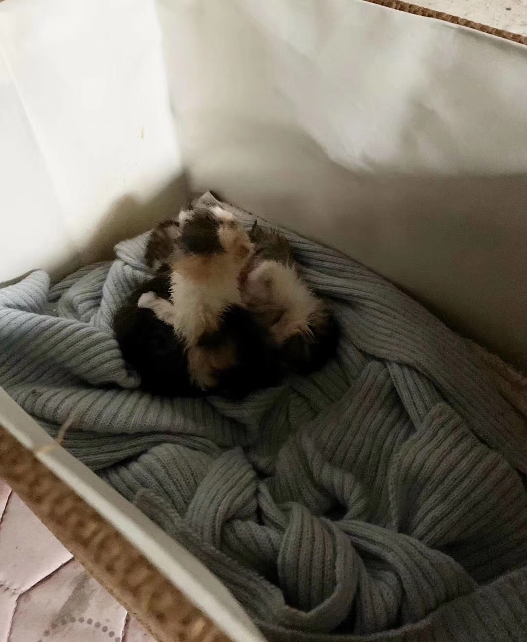 捡到一只刚出生的小奶猫，把它养大，是什么感觉？