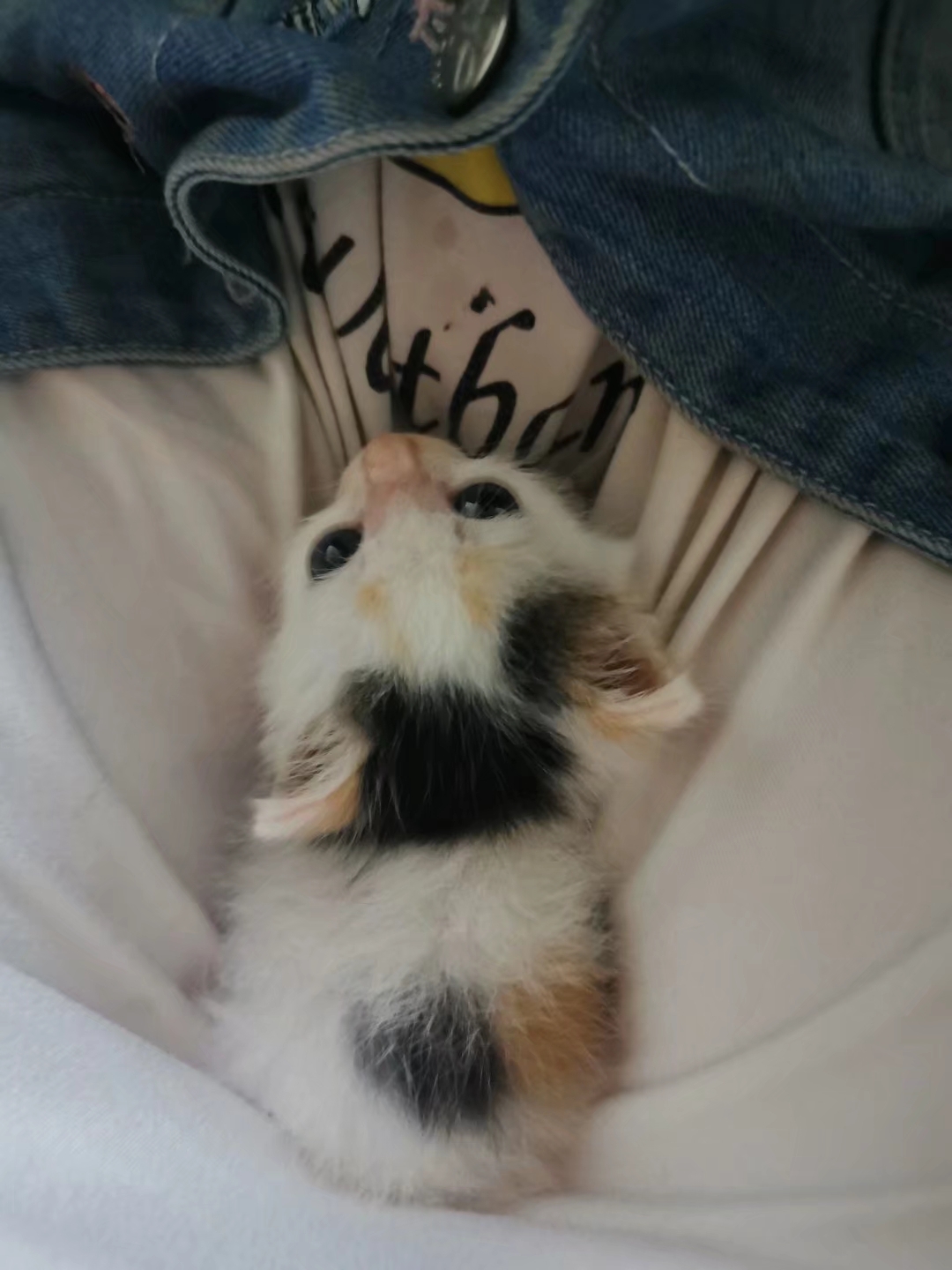 捡到一只刚出生的小奶猫，把它养大，是什么感觉？