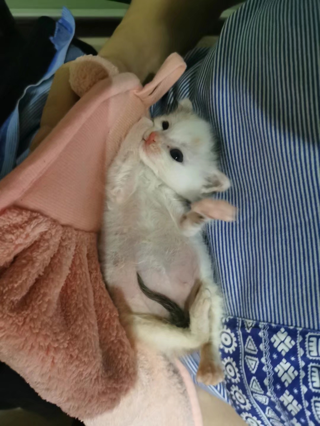 捡到一只刚出生的小奶猫，把它养大，是什么感觉？
