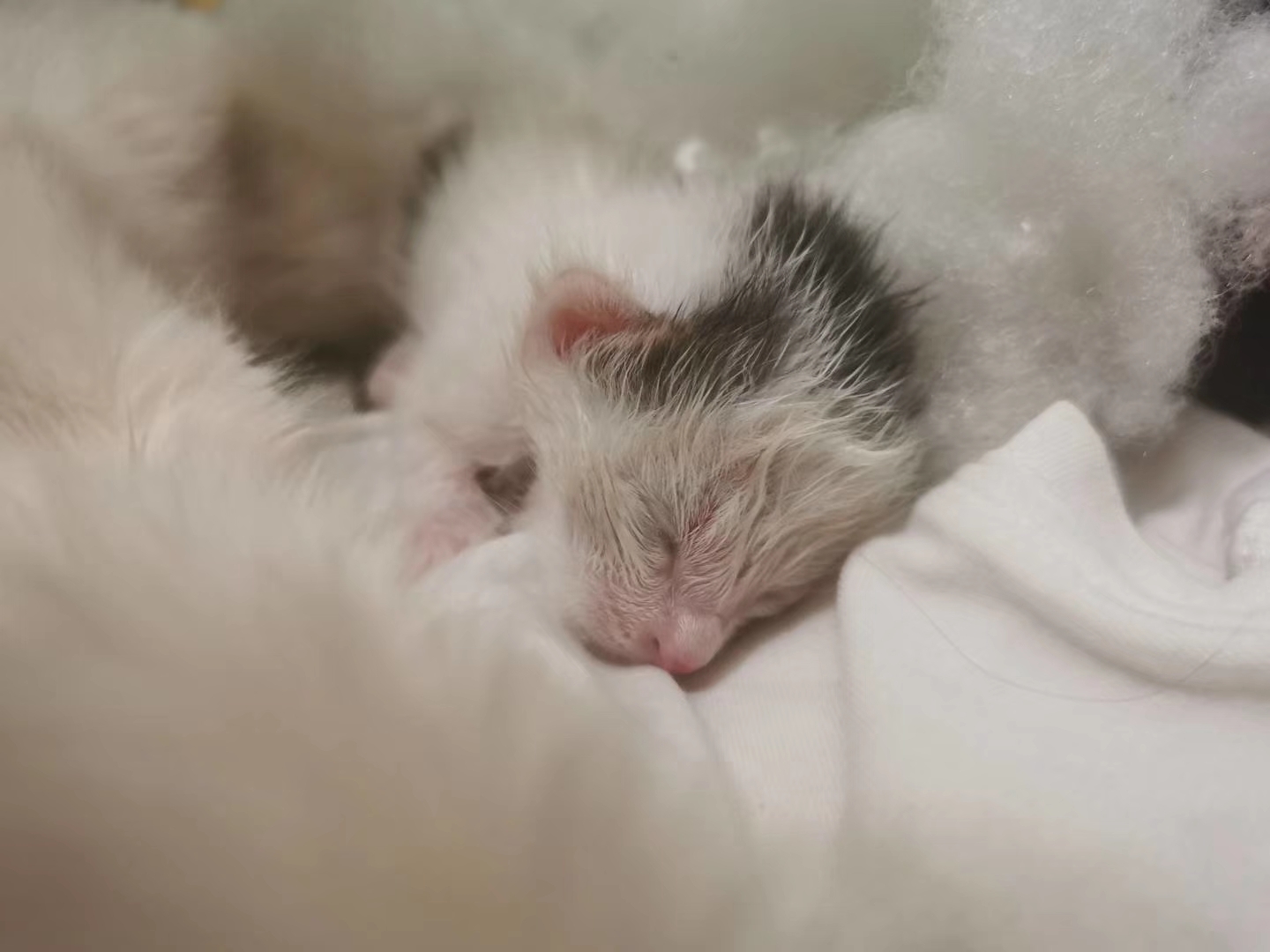 捡到一只刚出生的小奶猫，把它养大，是什么感觉？
