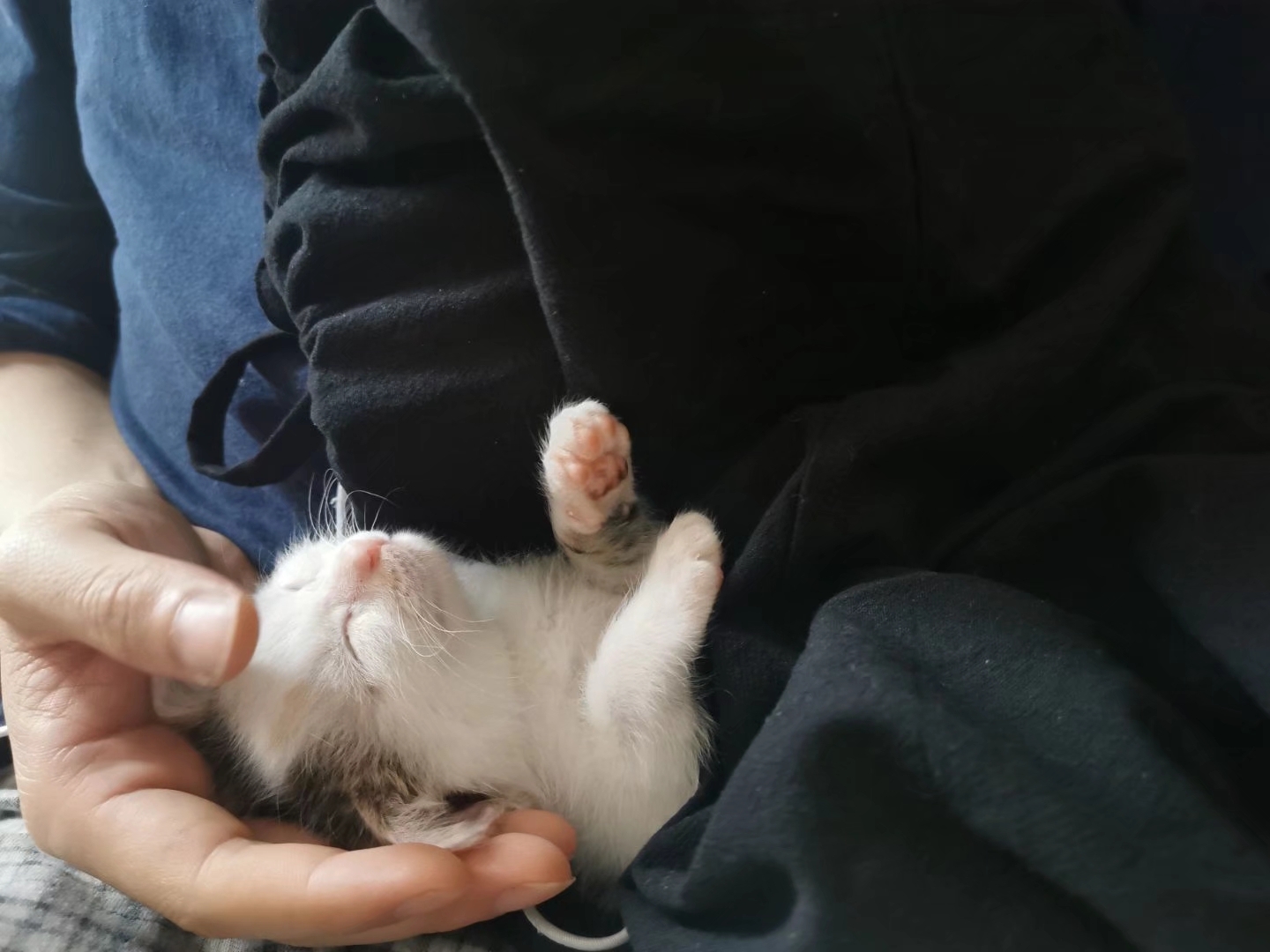 捡到一只刚出生的小奶猫，把它养大，是什么感觉？