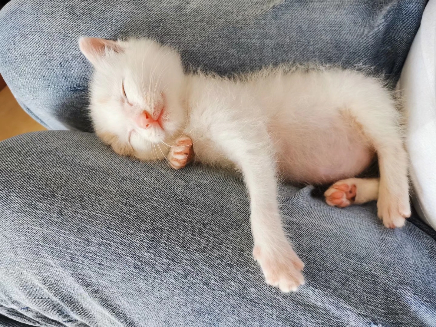 捡到一只刚出生的小奶猫，把它养大，是什么感觉？