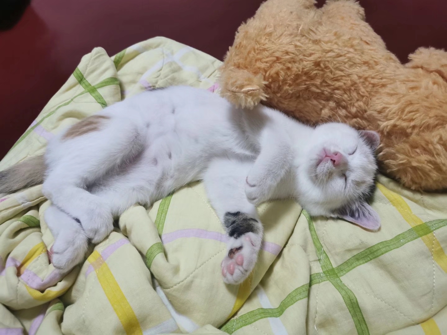 捡到一只刚出生的小奶猫，把它养大，是什么感觉？