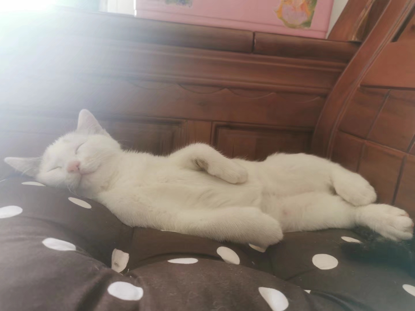 捡到一只刚出生的小奶猫，把它养大，是什么感觉？