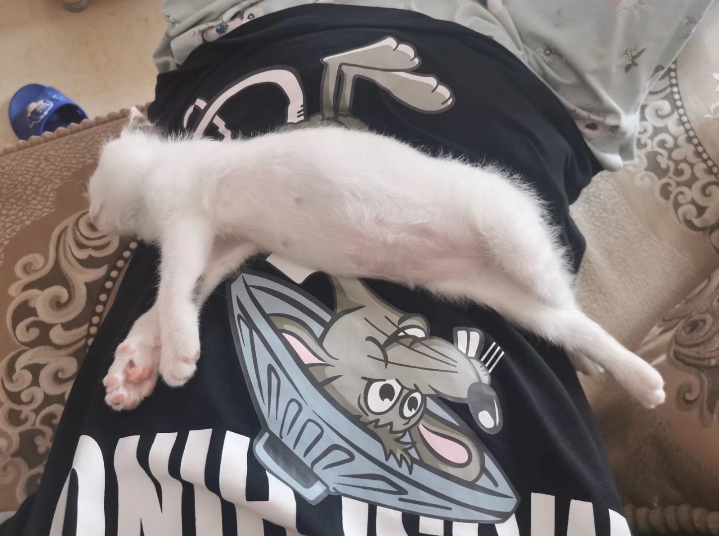 捡到一只刚出生的小奶猫，把它养大，是什么感觉？