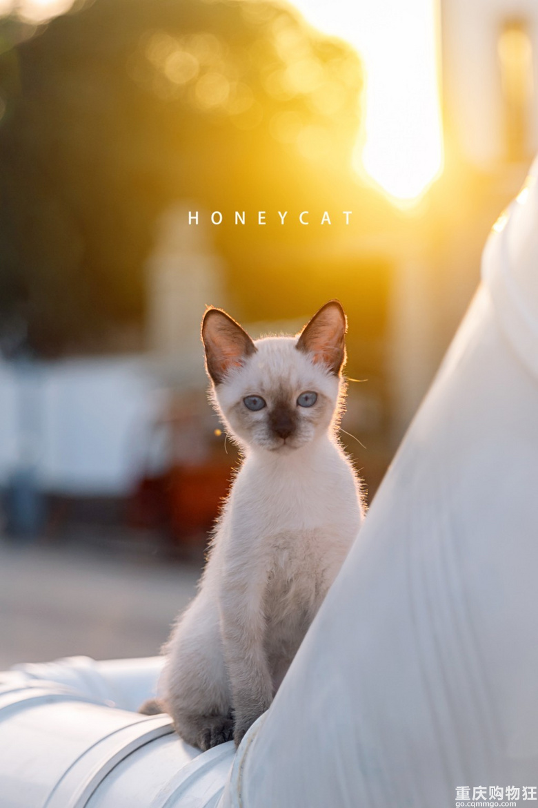 双眼白内障猫猫的第一百天 写真 宠物花草 重庆购物狂