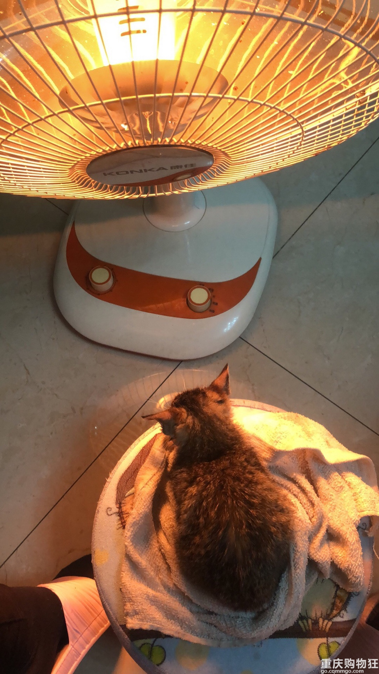 免费送养一只小狸花猫！（已送养）