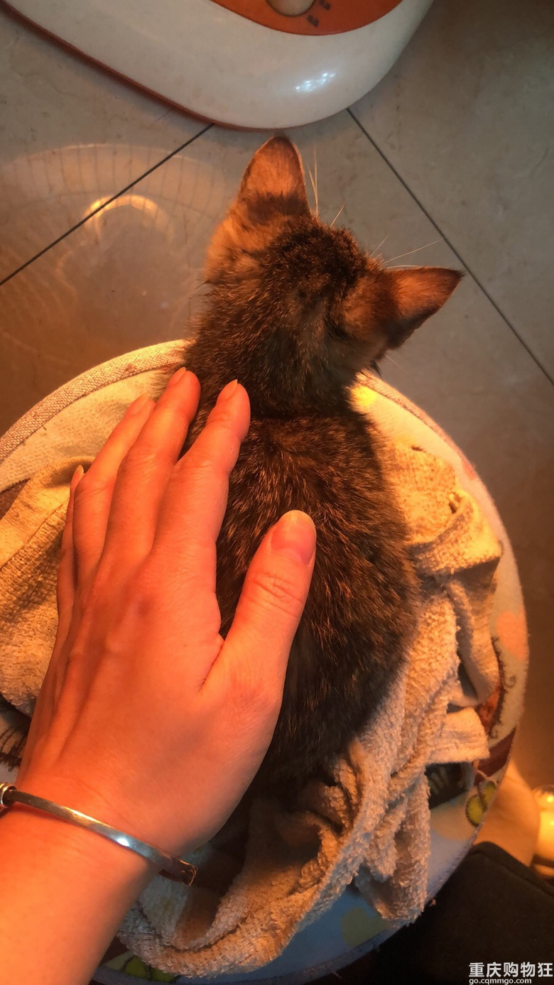 免费送养一只小狸花猫！（已送养）