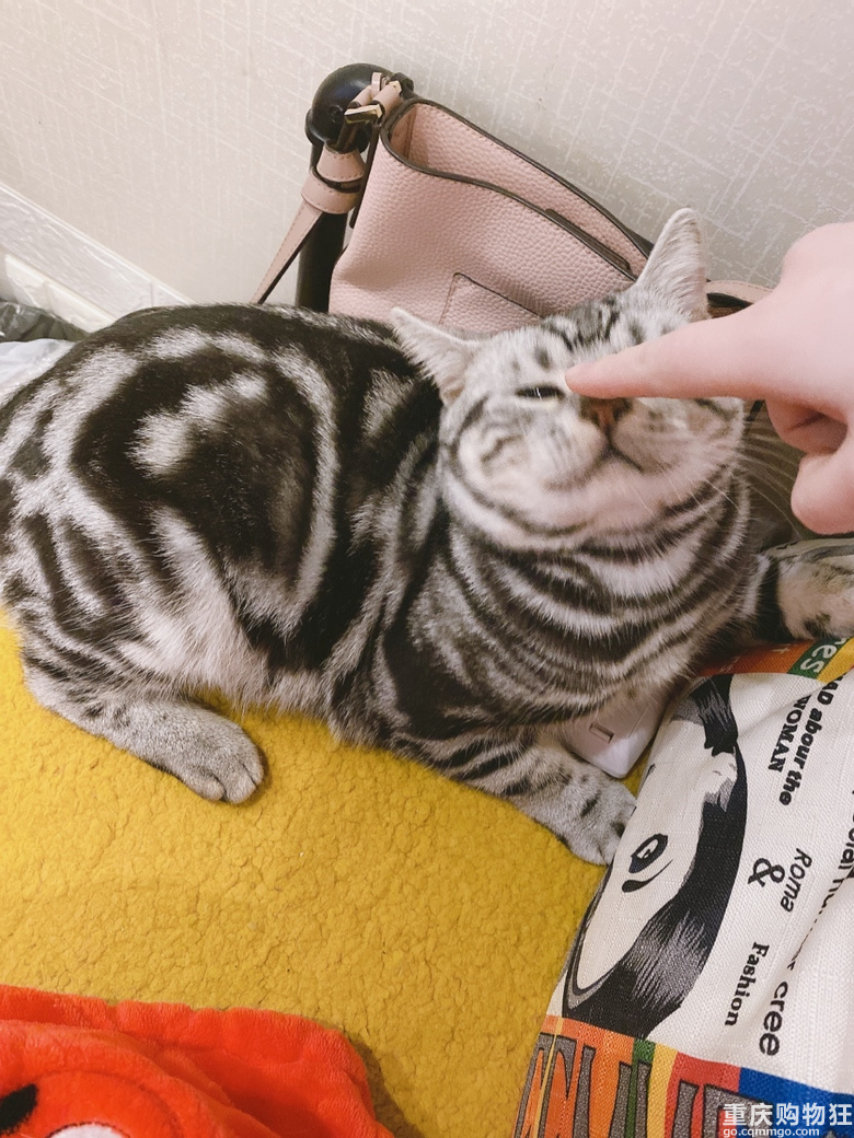 家有一猫....