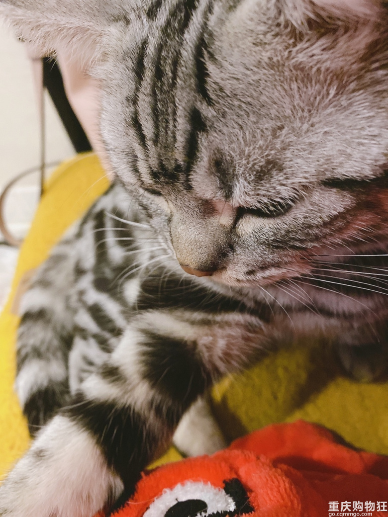 家有一猫....