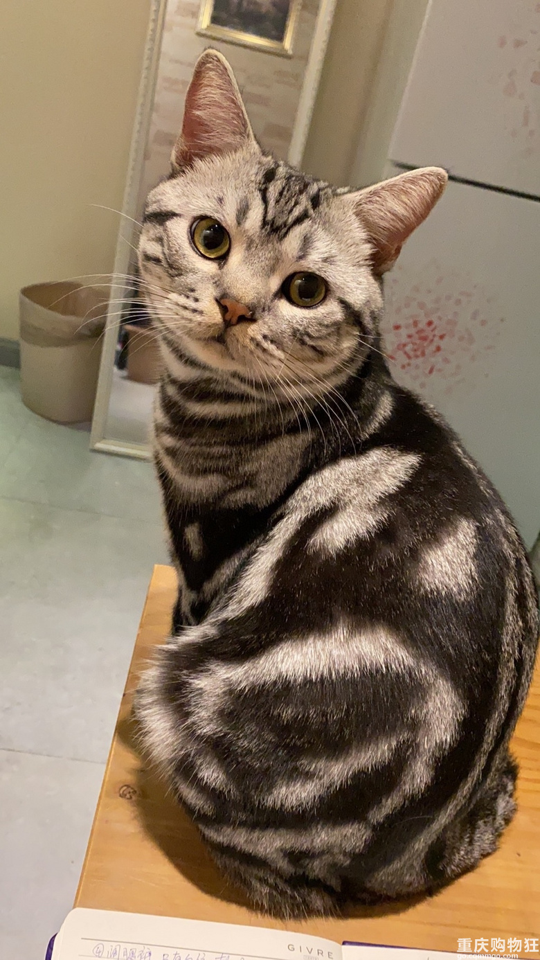家有一猫....