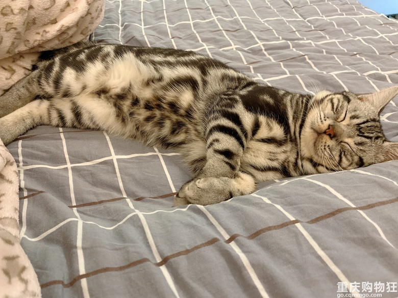家有一猫....