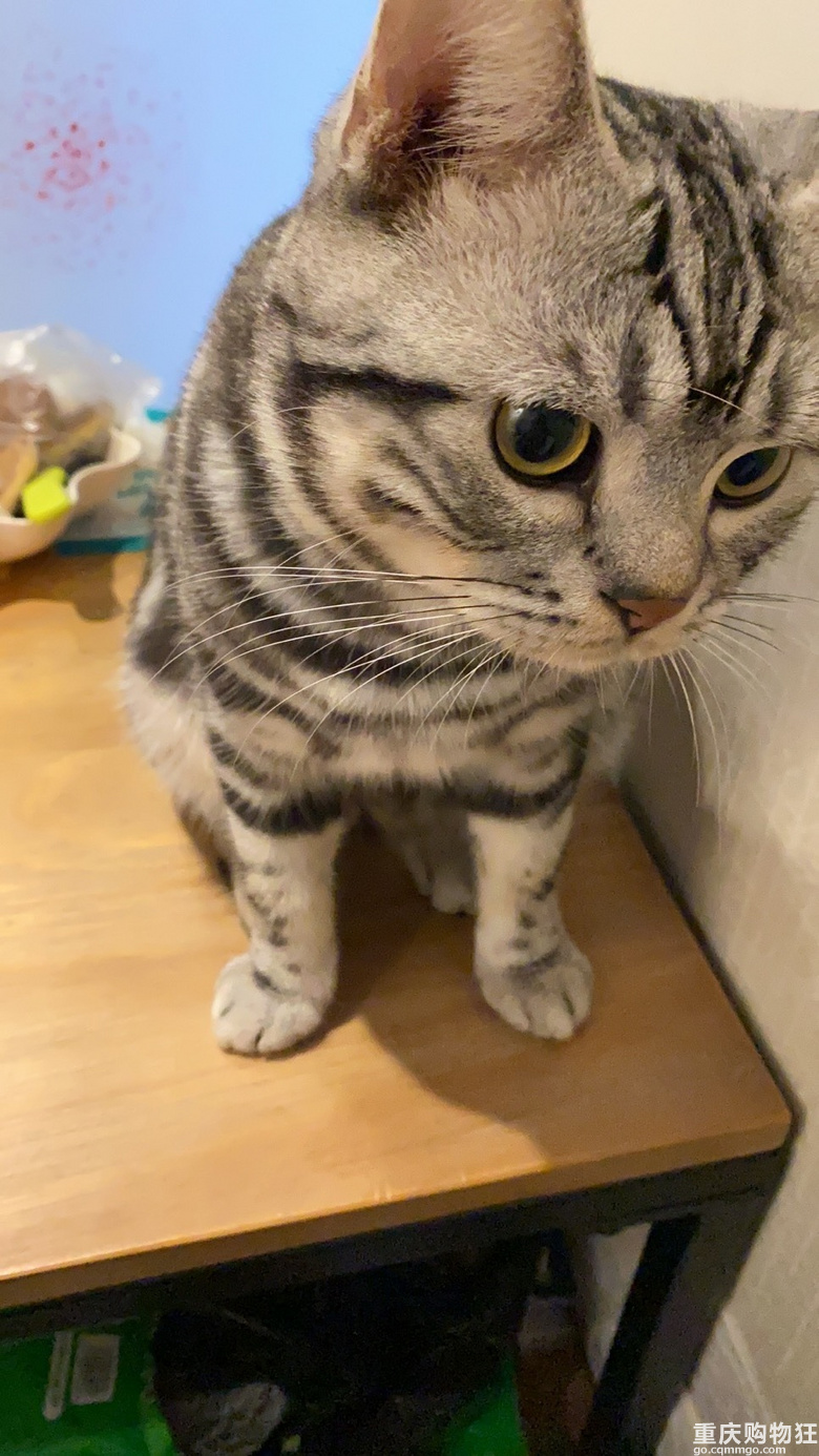 家有一猫....