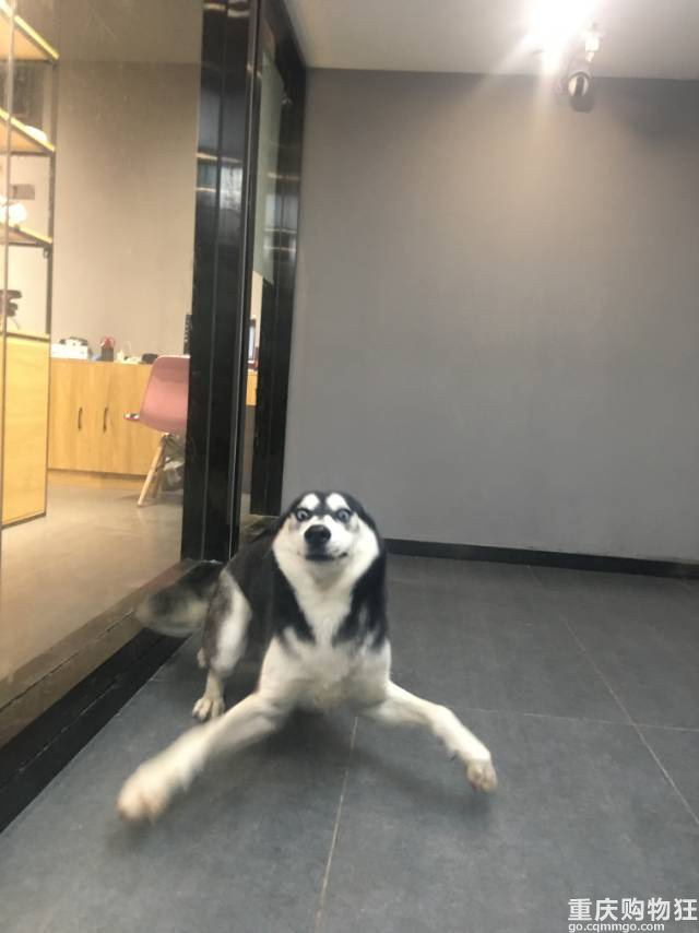 哈士奇领养