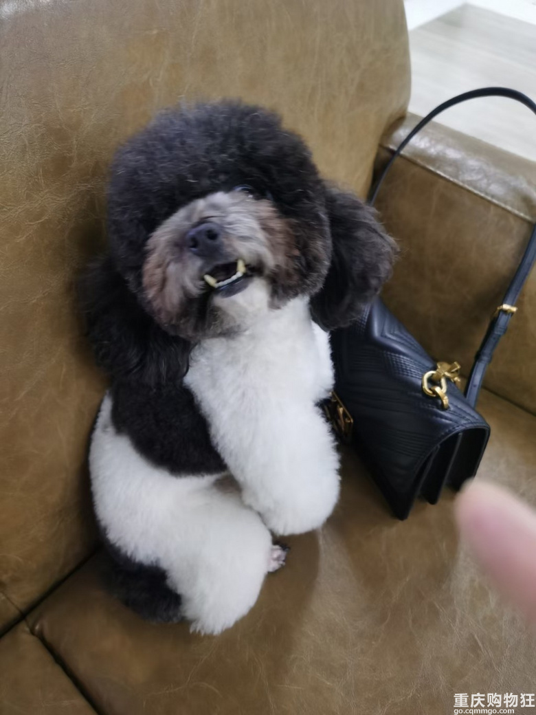 熊猫泰迪你们见过吗
