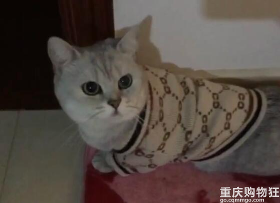 怕猫冷，爸妈在并夕夕给猫猫买了个丑衣服……