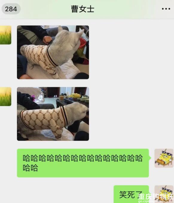 怕猫冷，爸妈在并夕夕给猫猫买了个丑衣服……
