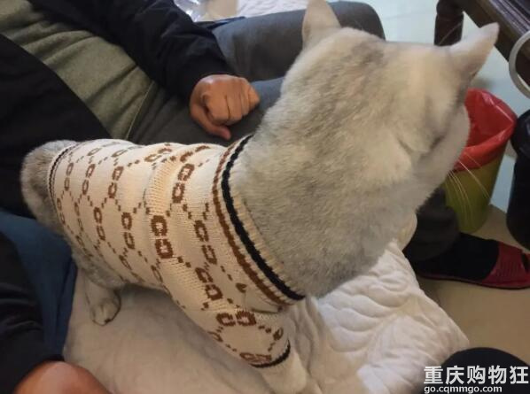 怕猫冷，爸妈在并夕夕给猫猫买了个丑衣服……