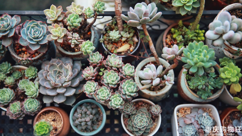 我家的多肉花园春色撩人 布尔设计 秀阳台大赛 家居装修 重庆购物狂