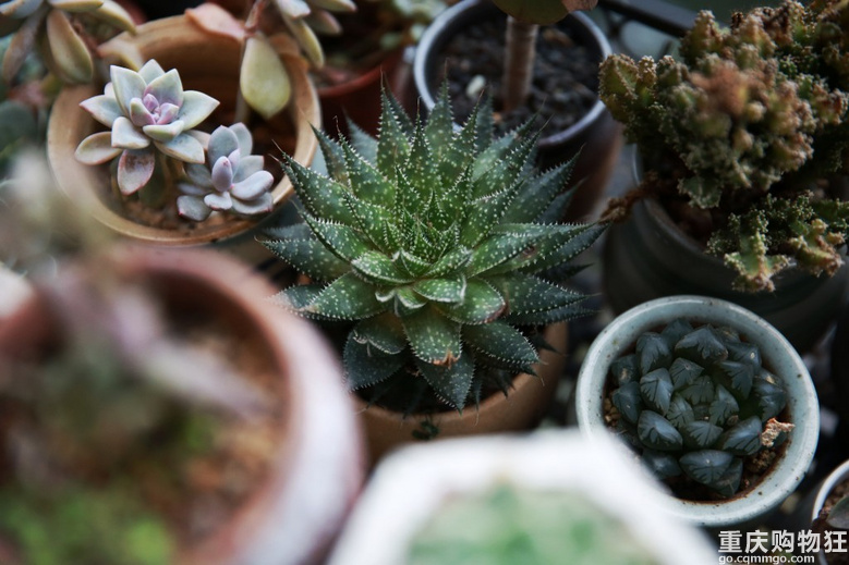 我家的多肉花园春色撩人 布尔设计 秀阳台大赛 家居装修 重庆购物狂