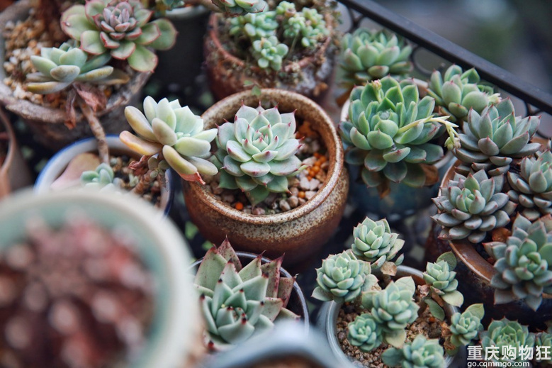 我家的多肉花园春色撩人 布尔设计 秀阳台大赛 家居装修 重庆购物狂