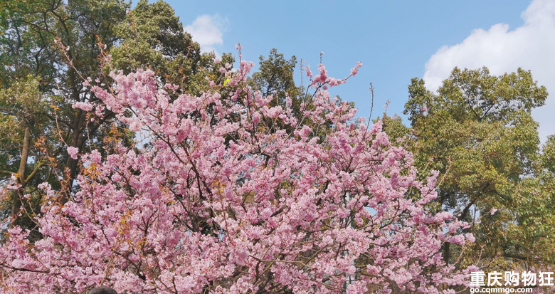 重庆32处春季赏花地，主城出发一天来回，游山玩水才算不错过春天