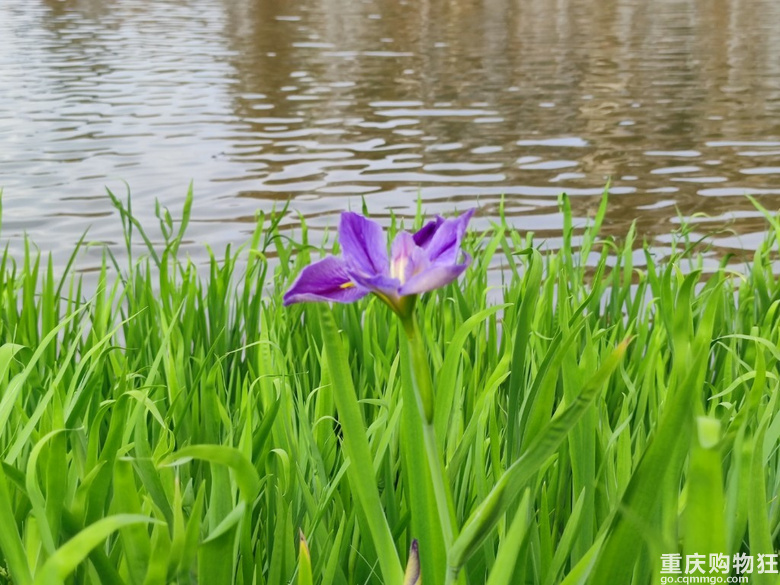 清明2天打卡大足，看花树逛公园吃丁家坡洋芋览大足石刻全攻略！