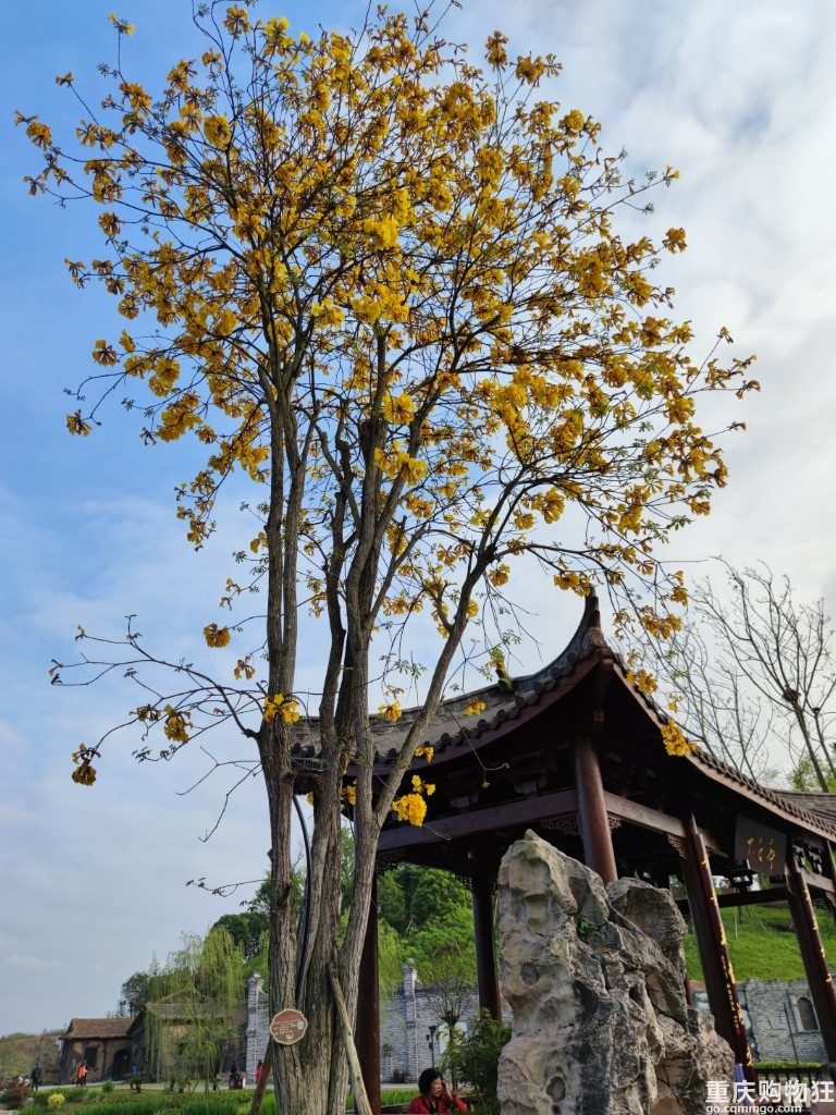 清明2天打卡大足，看花树逛公园吃丁家坡洋芋览大足石刻全攻略！