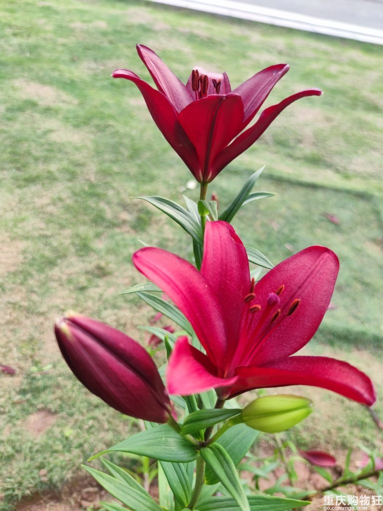 清明2天打卡大足，看花树逛公园吃丁家坡洋芋览大足石刻全攻略！