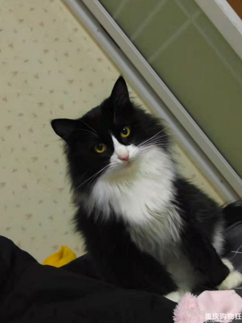 有偿领养可爱猫咪。。。。