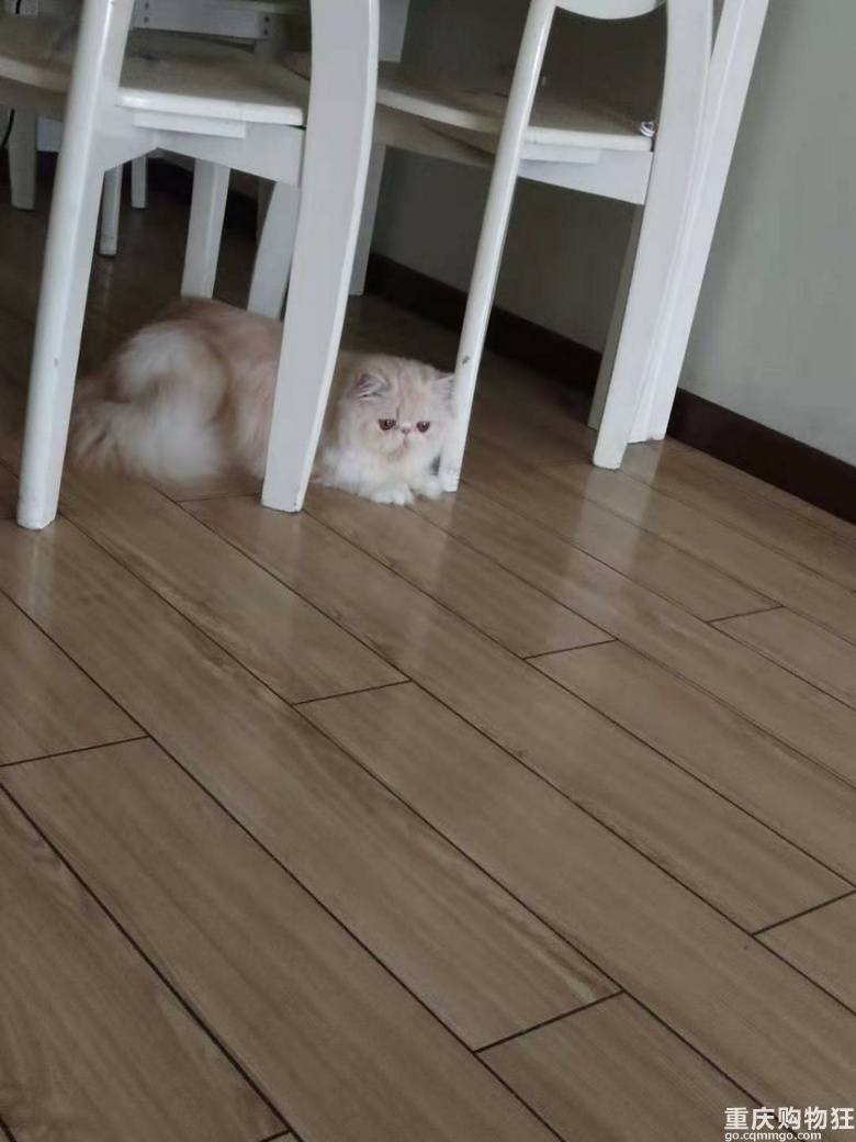 有偿领养可爱猫咪。。。。