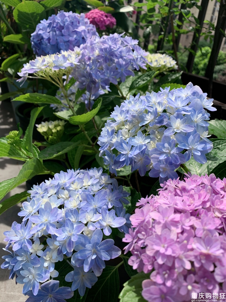 5月是绣球的季节 宠物花草 重庆购物狂
