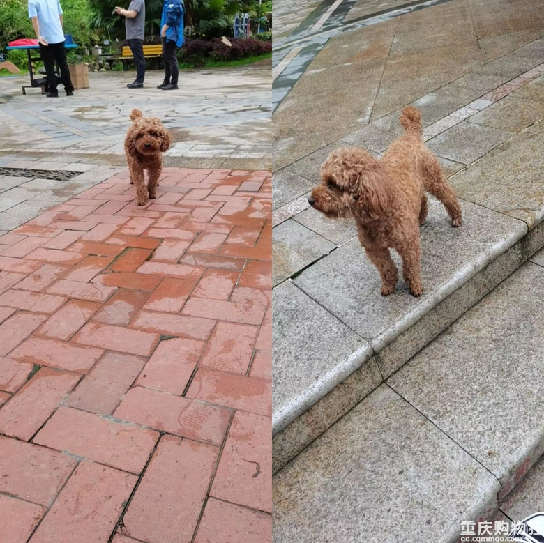 遛狗不栓绳违法！实地打探重庆各大商圈、公园、小区遛狗现状 第3页 重庆杂谈 重庆购物狂 6947