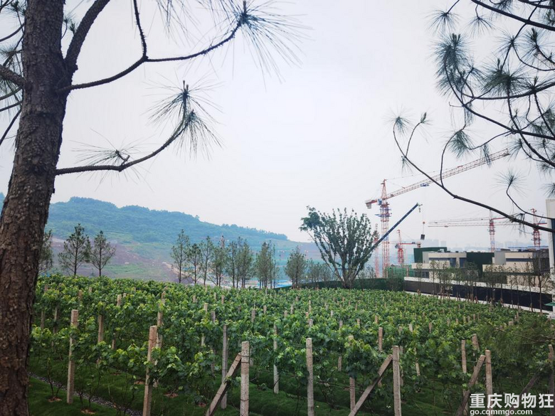 打探中央公园北热销盘万科璞园，建面约140㎡，270万起，方厅设计