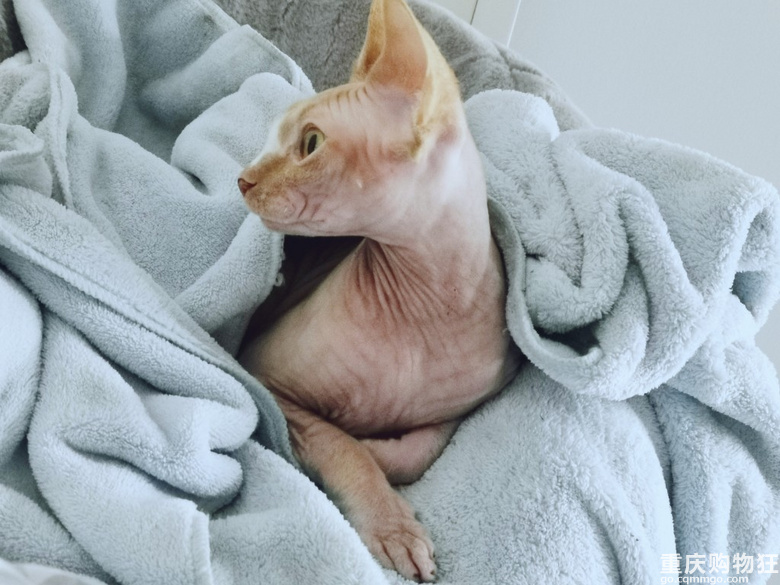 斯芬克斯妹妹（无毛猫）找男朋友………