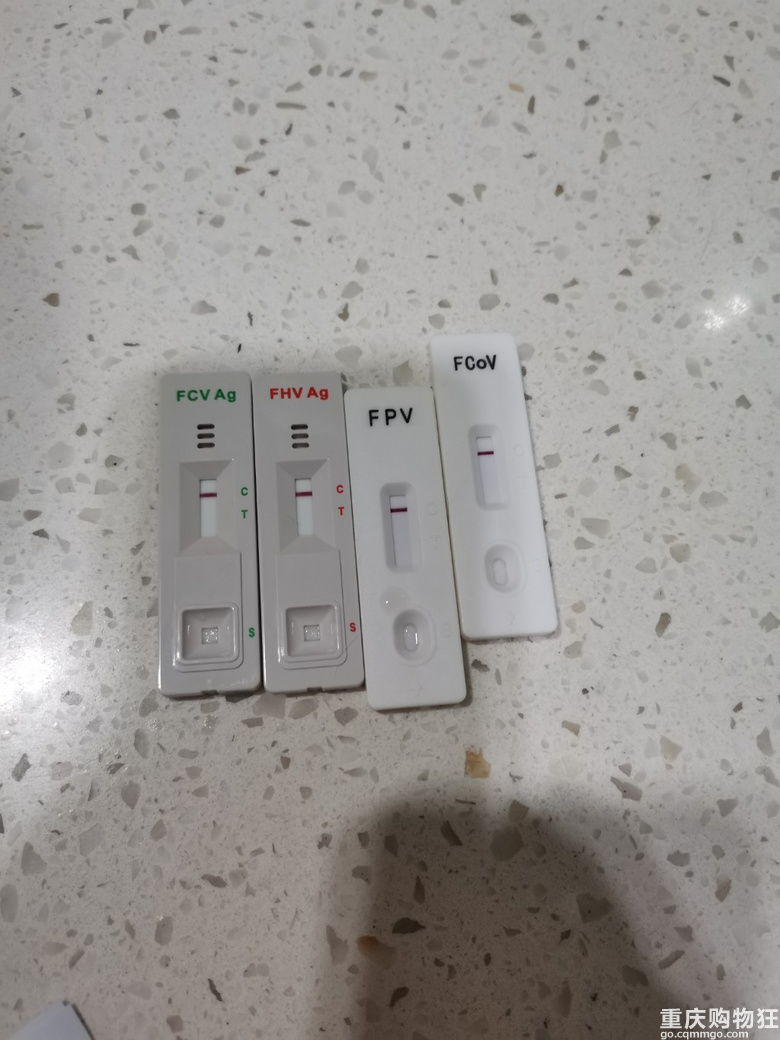 正在住院治疗寻好心人～美短加白弟弟无偿重新寻单猫家庭领养