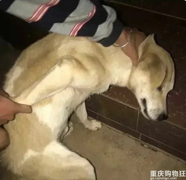 出售神犬