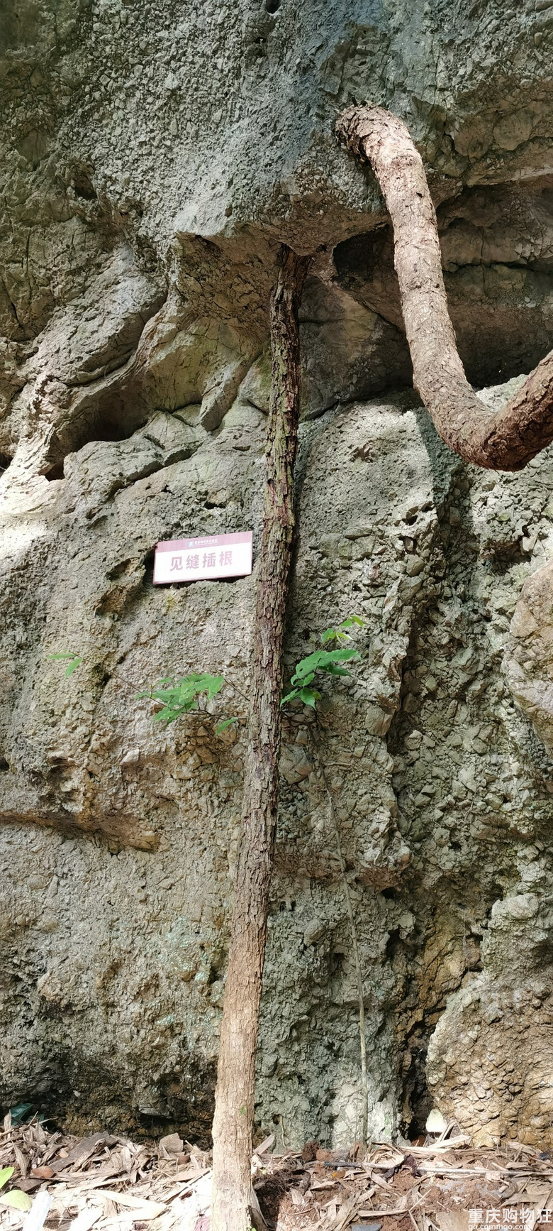 见缝插一针