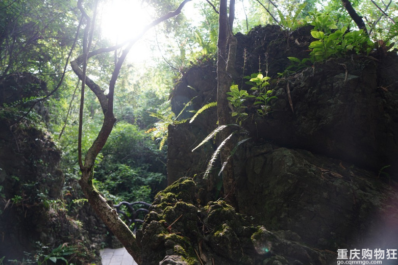 林间暖阳