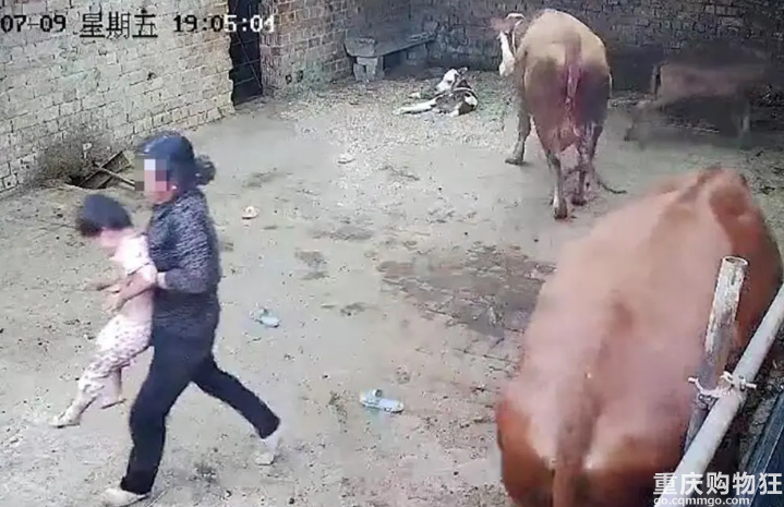 惊魂一幕！母牛分娩后突然发狂，冲向四岁小女孩……