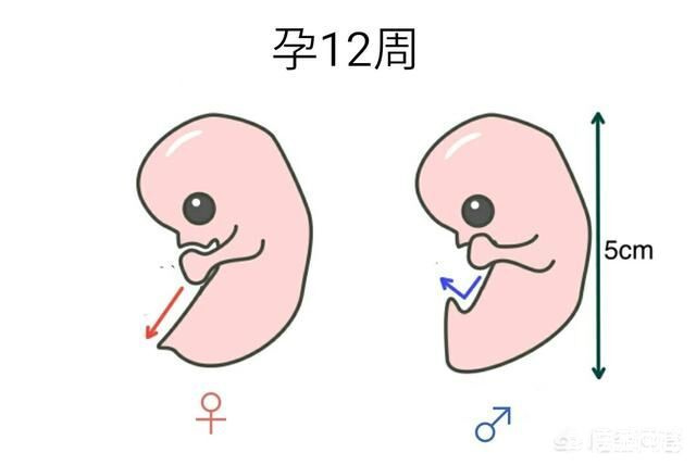 原来怀孕11周 12周就能通过b超知道宝宝的性别啦 来对照看看 备孕怀孕 重庆购物狂