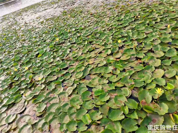 从邛海到海螺沟，记录第一场自驾亲子游
