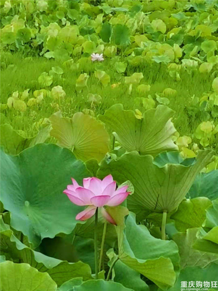 从邛海到海螺沟,记录第一场自驾亲子游